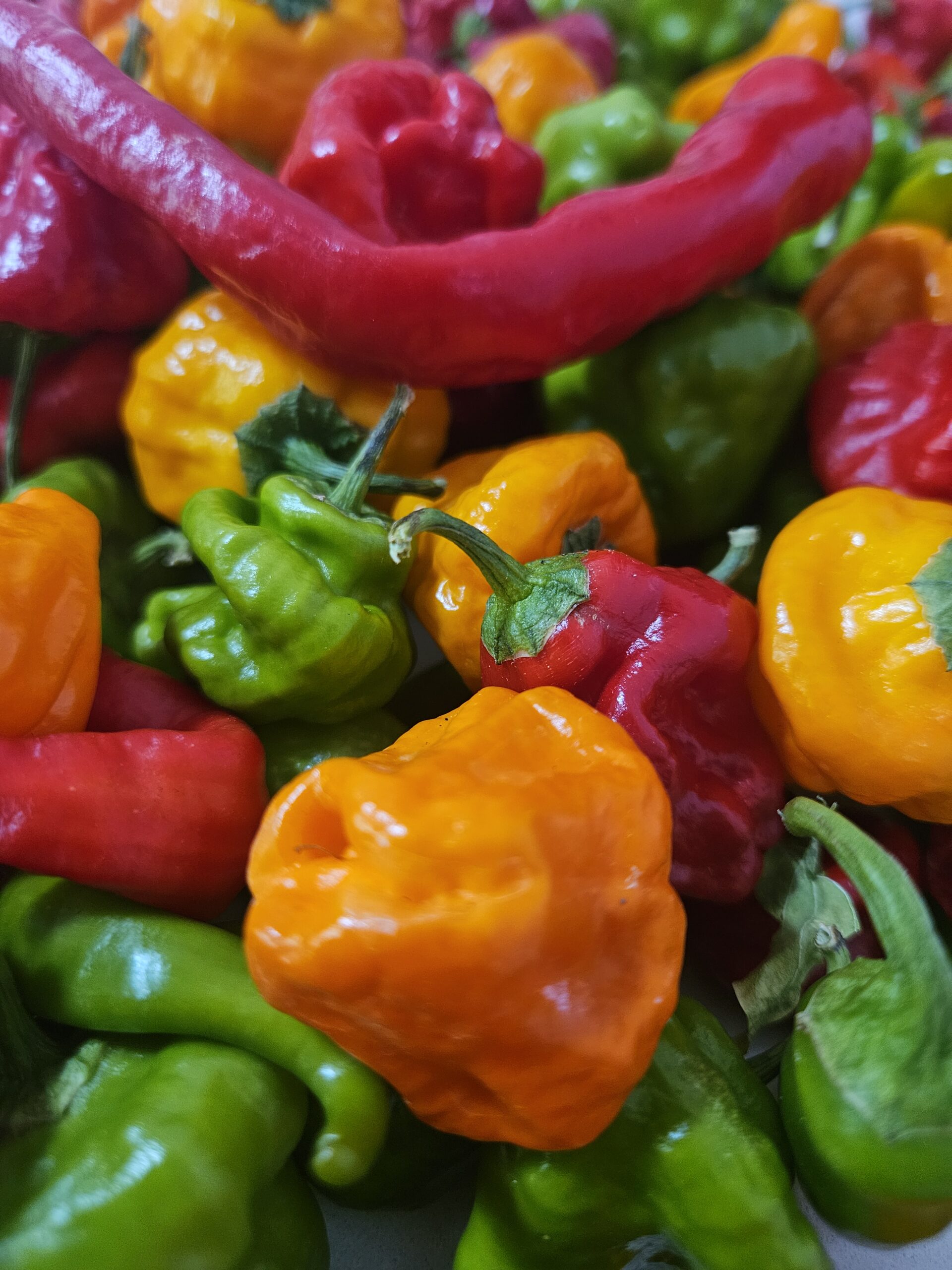 Colorful red orange yellow and green peppers harvested in Grants Pass, Oregon