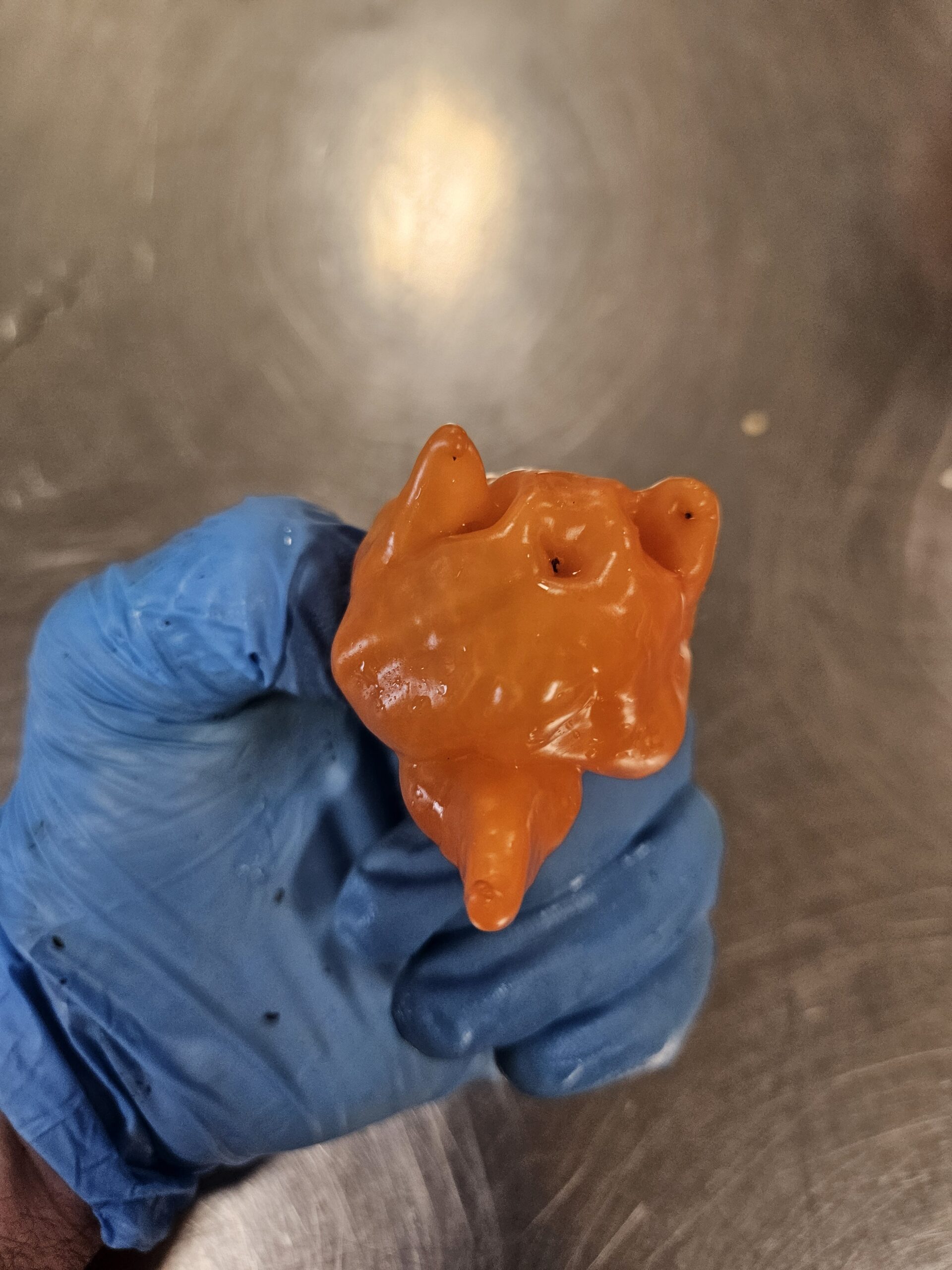 Fresh orange superhot pepper held with a food-safe glove during recipe work