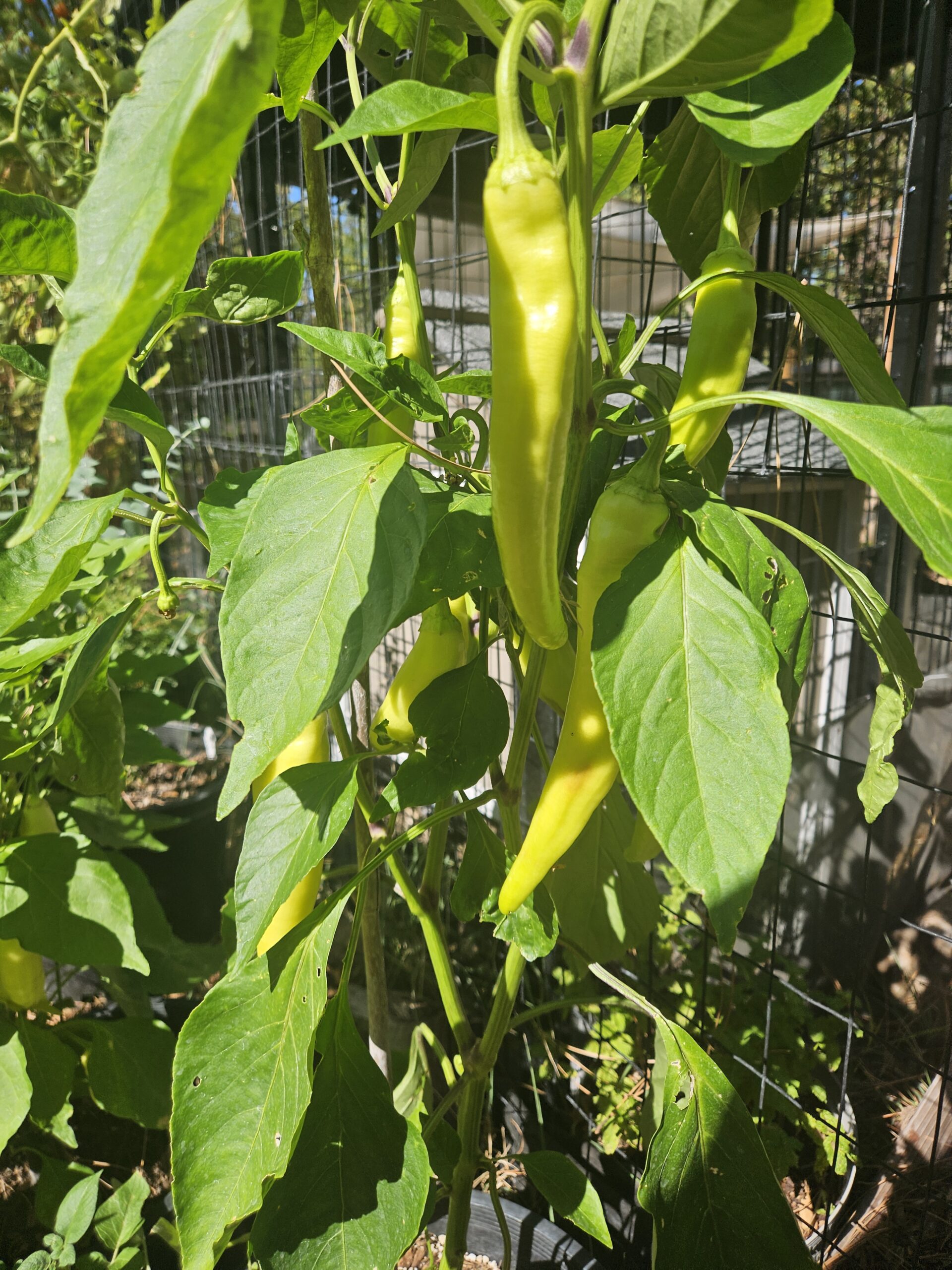 Long green and yellow peppers growing in the Martin family garden in north Grants Pass