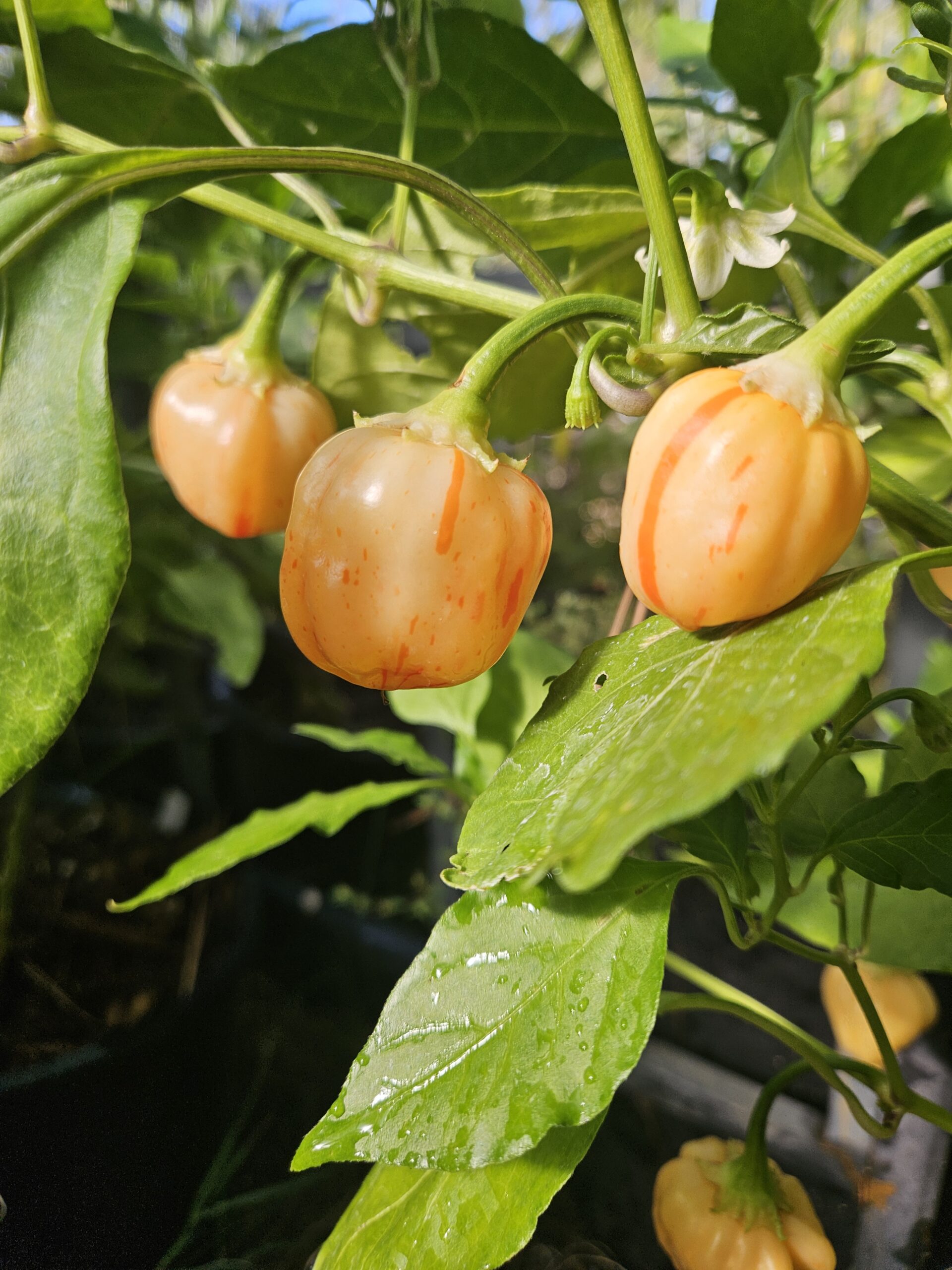 Peach-colored peppers growing on the plant in the Three Little Peppers garden
