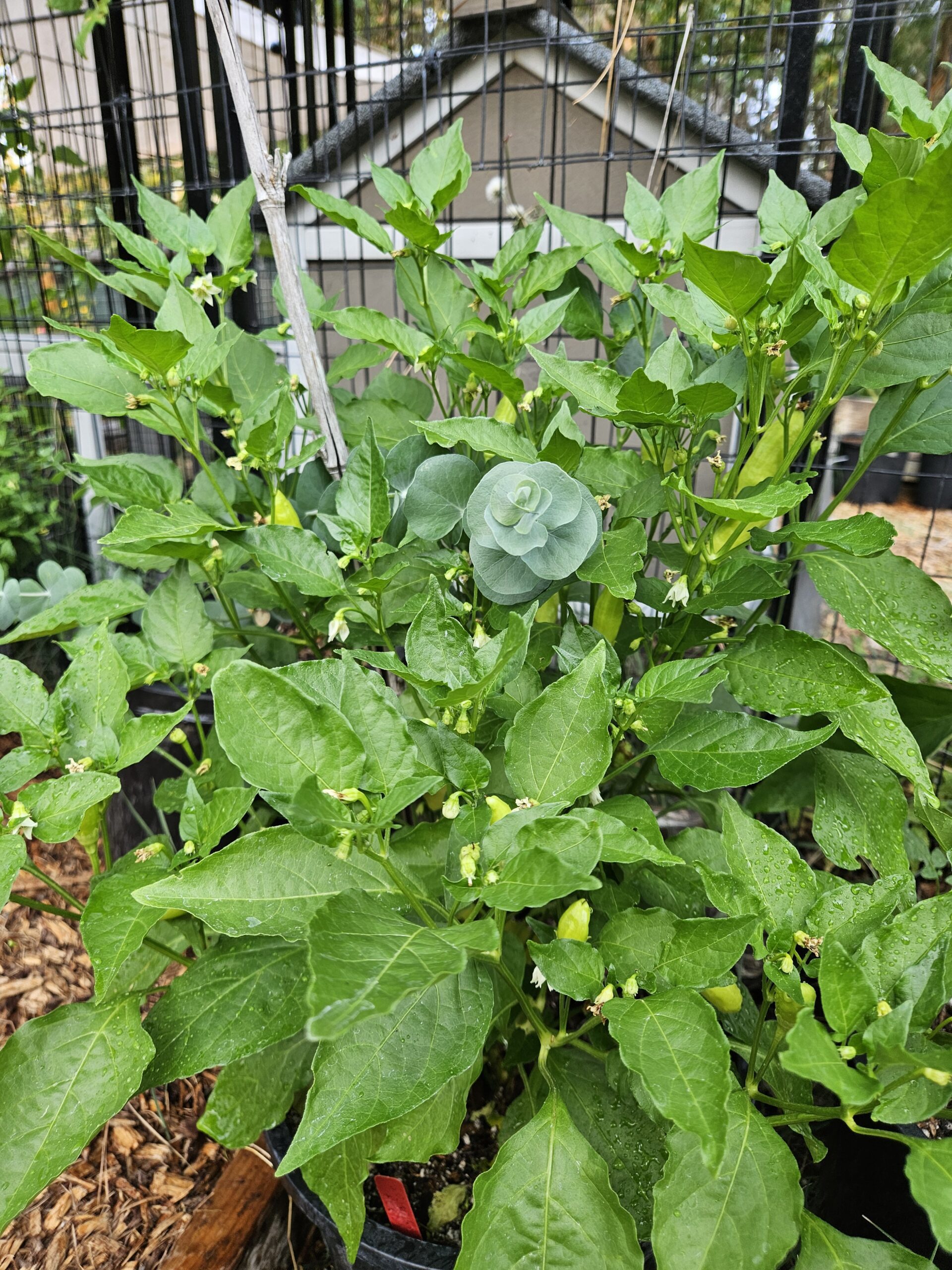 Pepper plants growing at the Martin family property in north Grants Pass, Oregon