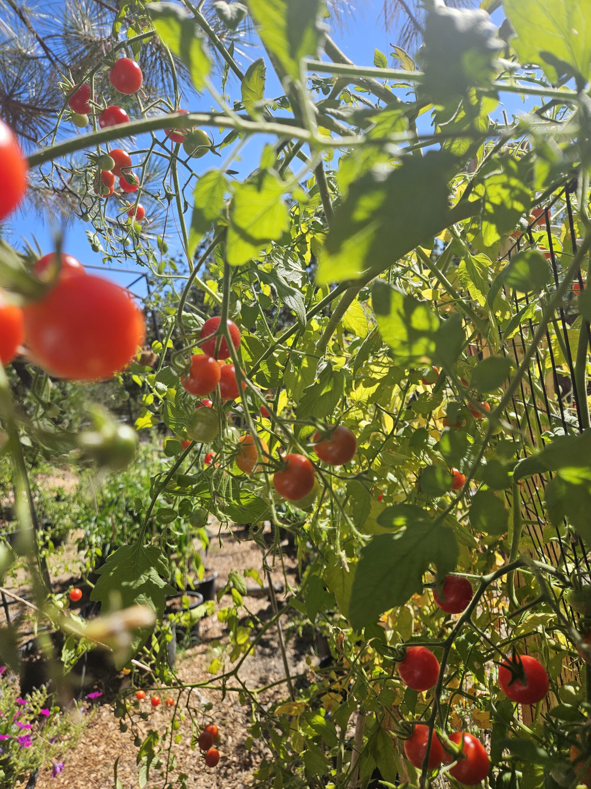 Red peppers ripening in the Martin family garden in north Grants Pass