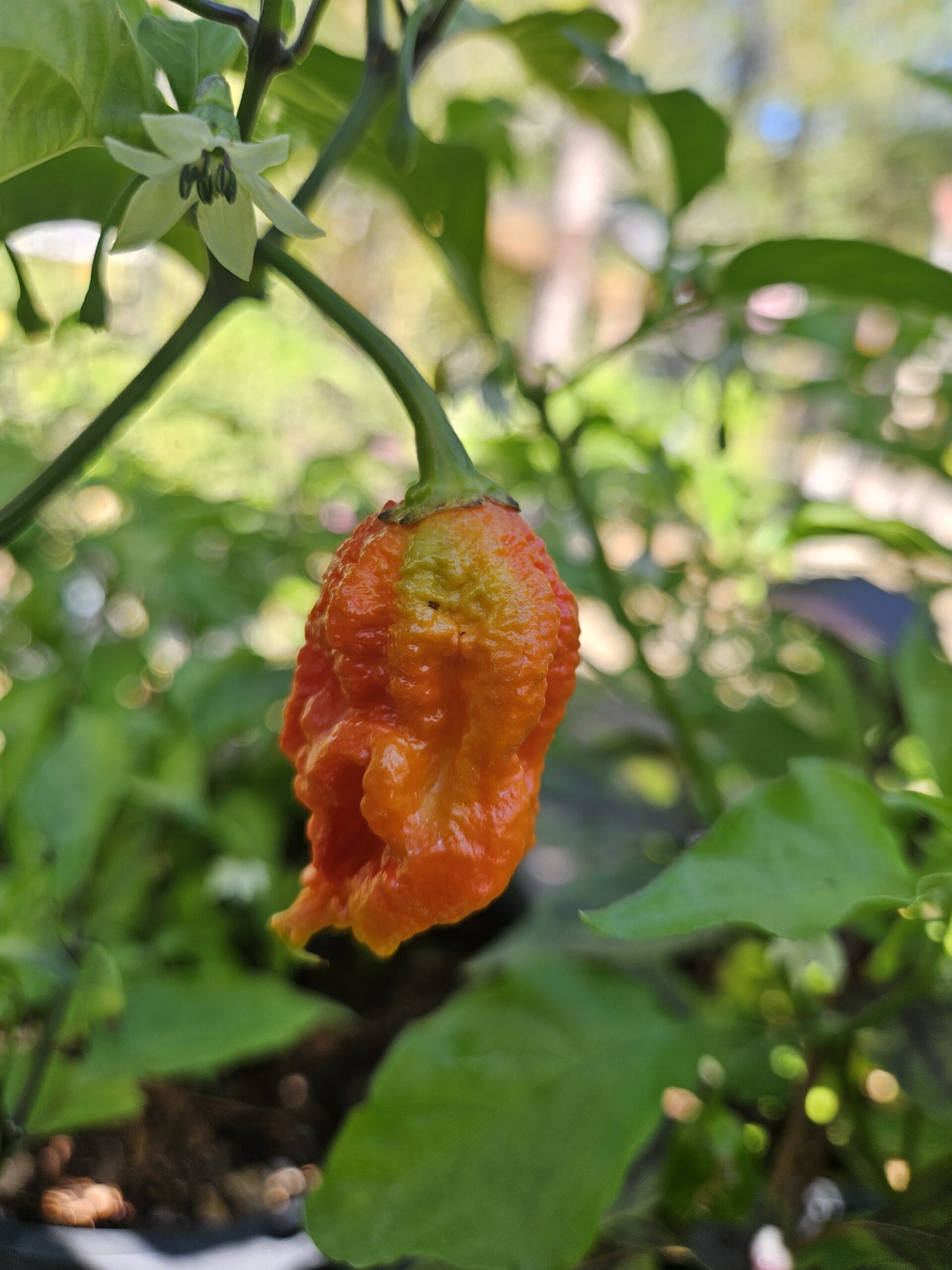 Red superhot pepper ripening on the plant in the Three Little Peppers garden