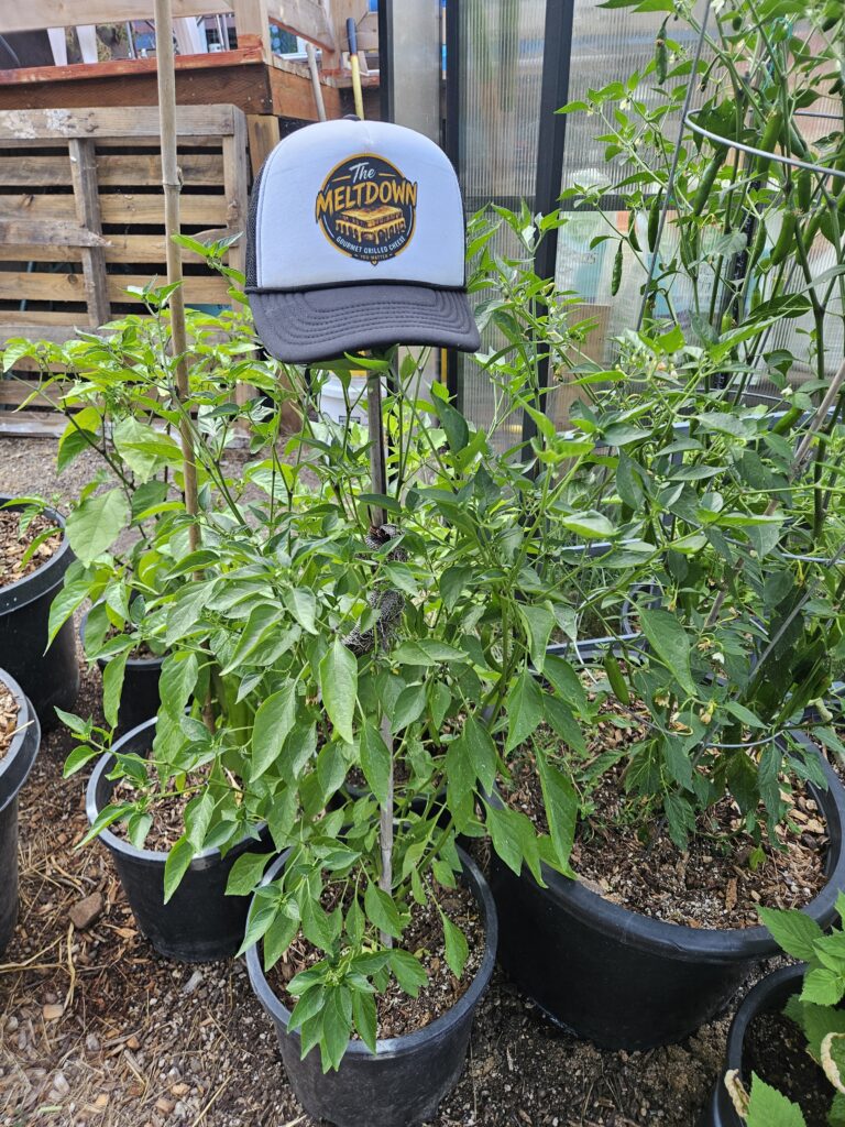 The Meltdown hat displayed among pepper plants in the Three Little Peppers garden in Grants Pass, Oregon