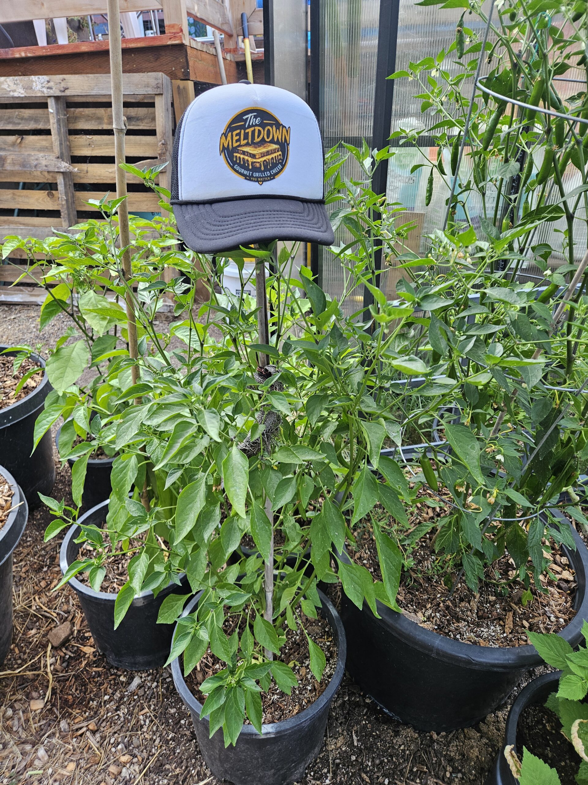 The Meltdown hat displayed among pepper plants in the Three Little Peppers garden in Grants Pass, Oregon