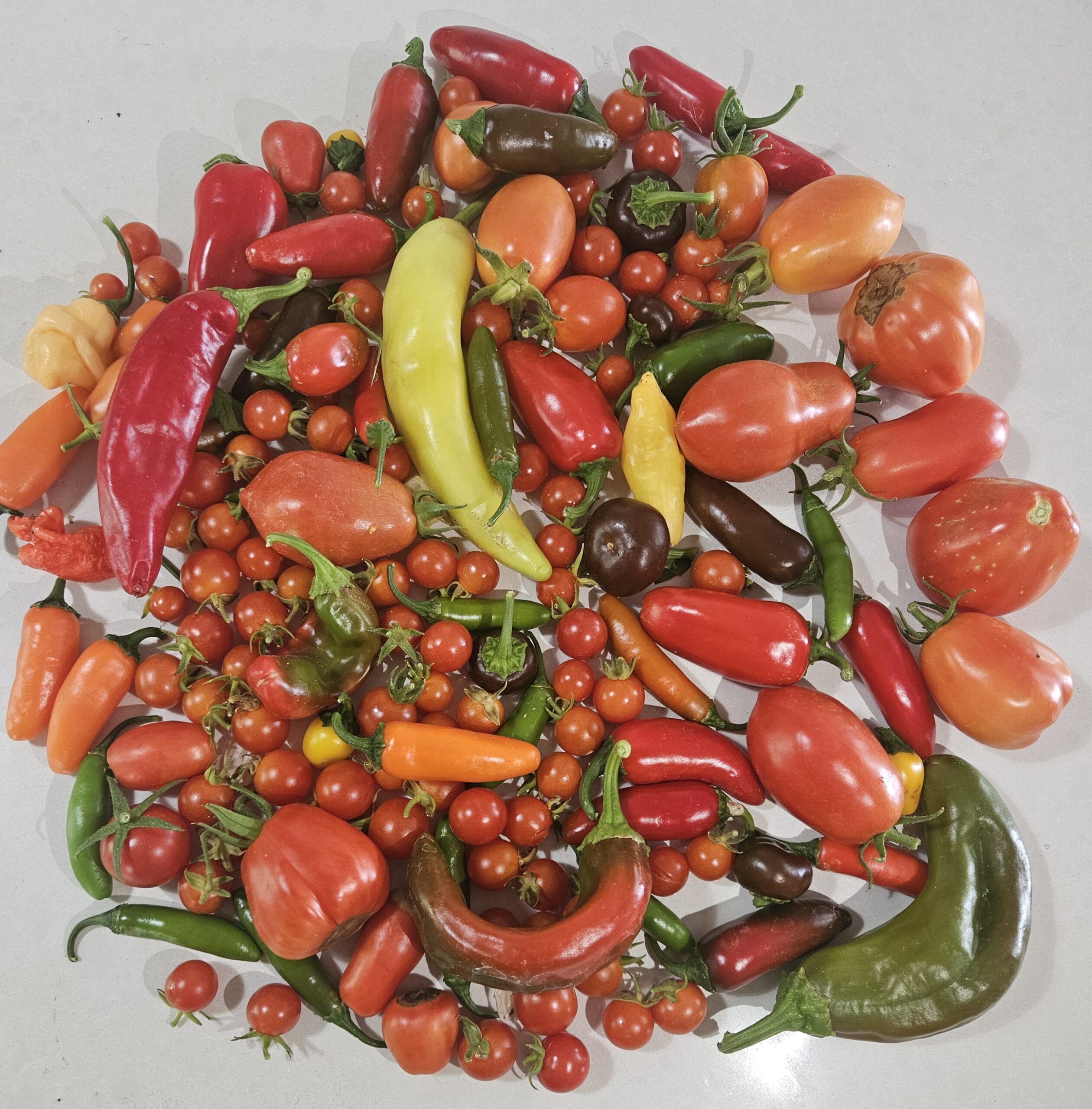Mixed pepper and tomato harvest from the Three Little Peppers garden in Grants Pass, Oregon