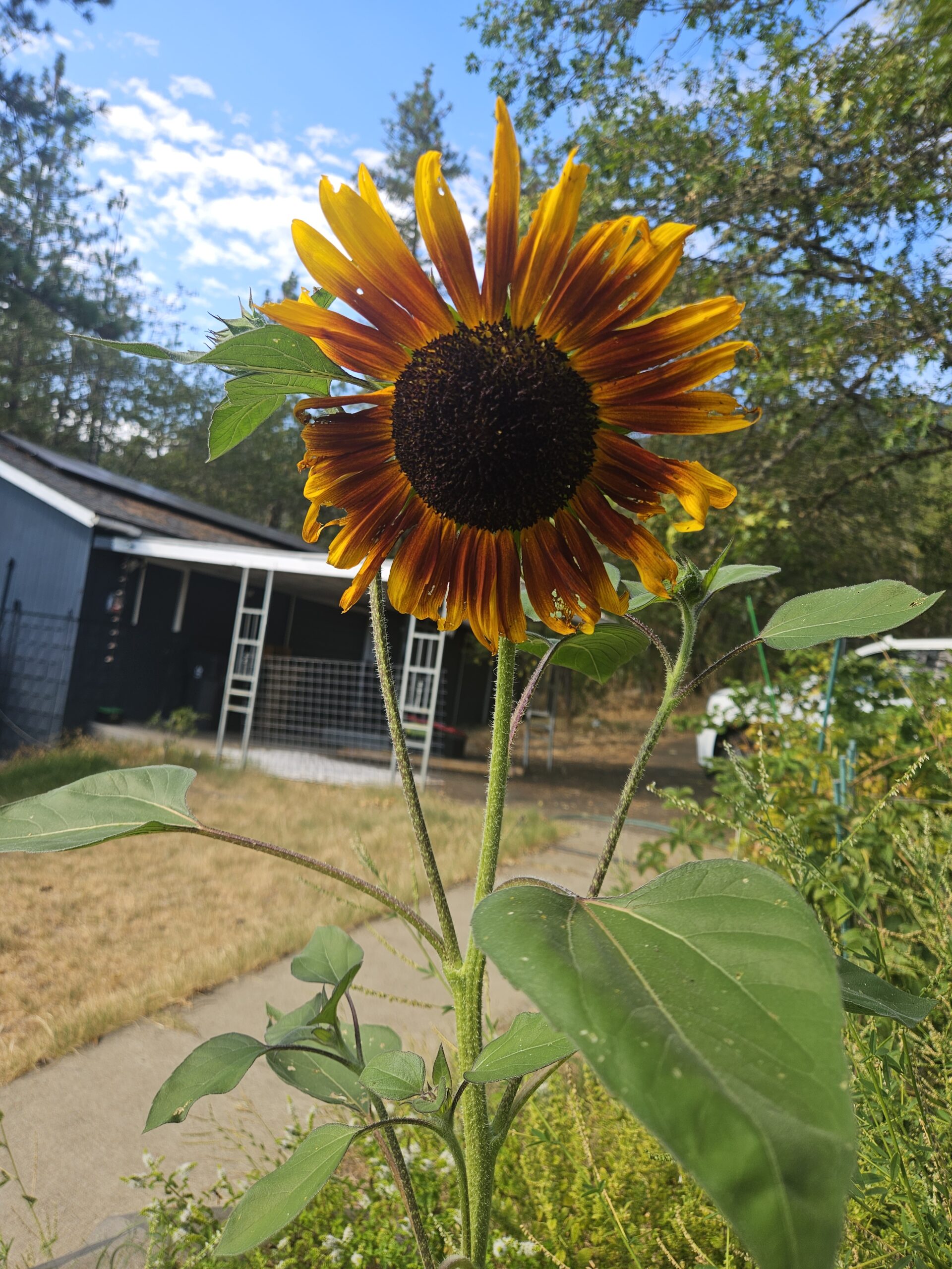 Sunflower growing at the Martin family property in north Grants Pass, Oregon