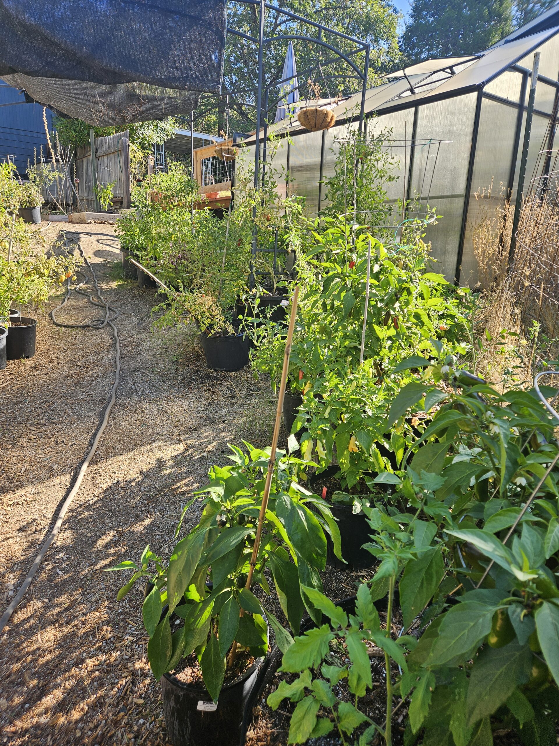 Pepper plants growing in the Three Little Peppers garden in Grants Pass, Oregon