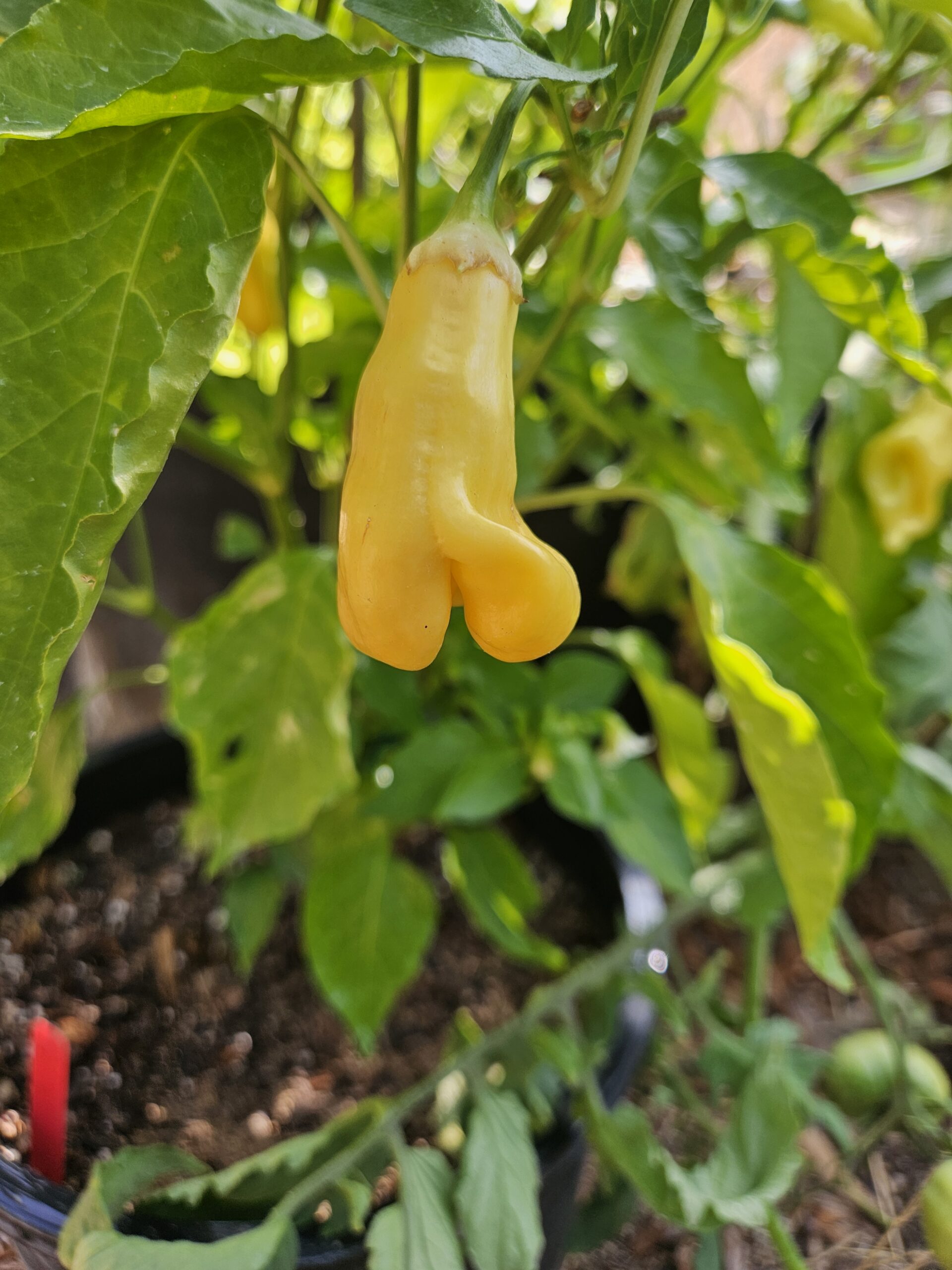 Yellow pepper growing on the plant in the Three Little Peppers garden