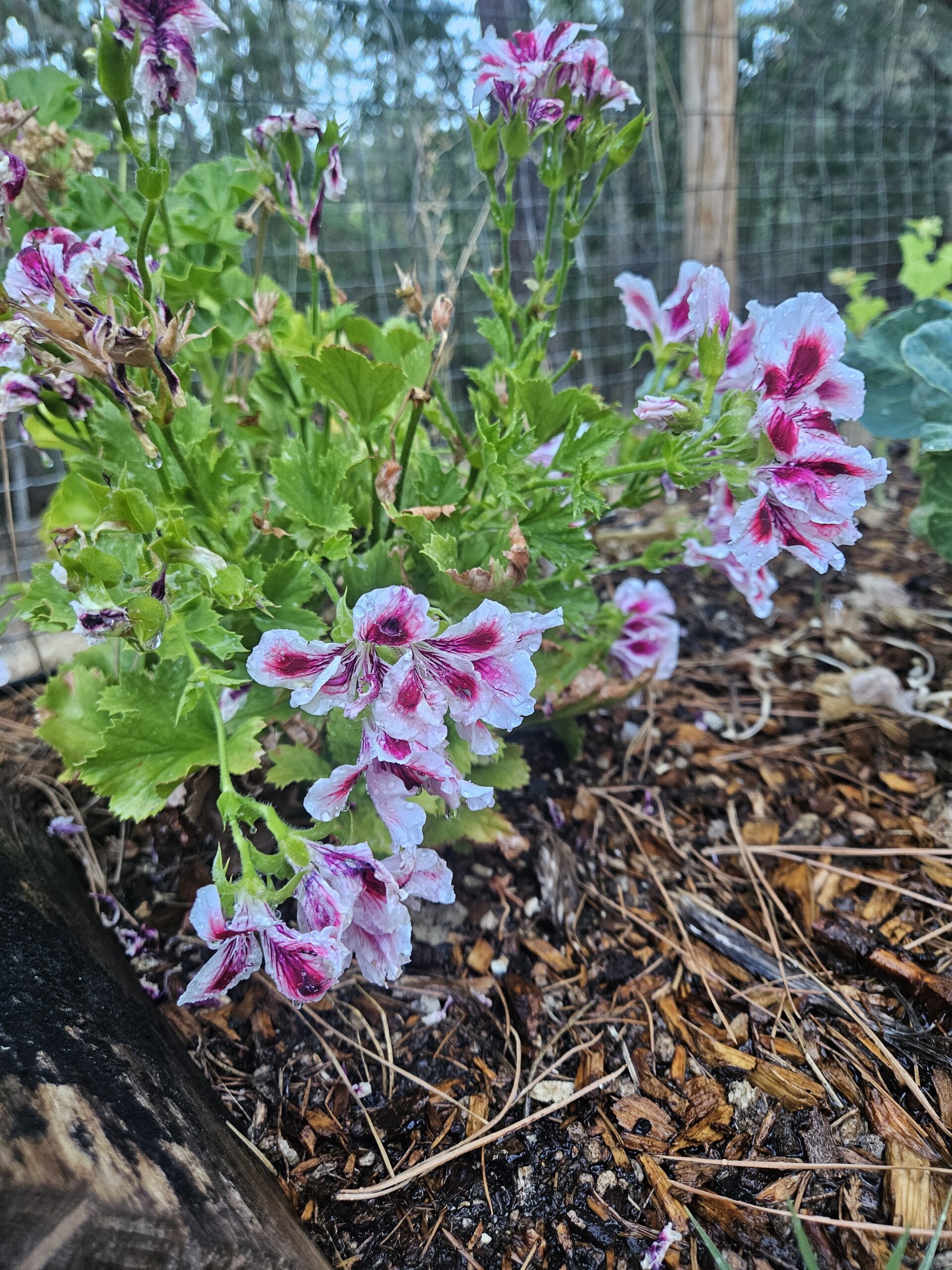 Flowers growing among the crops at Martin Family Farms in Grants Pass, Oregon