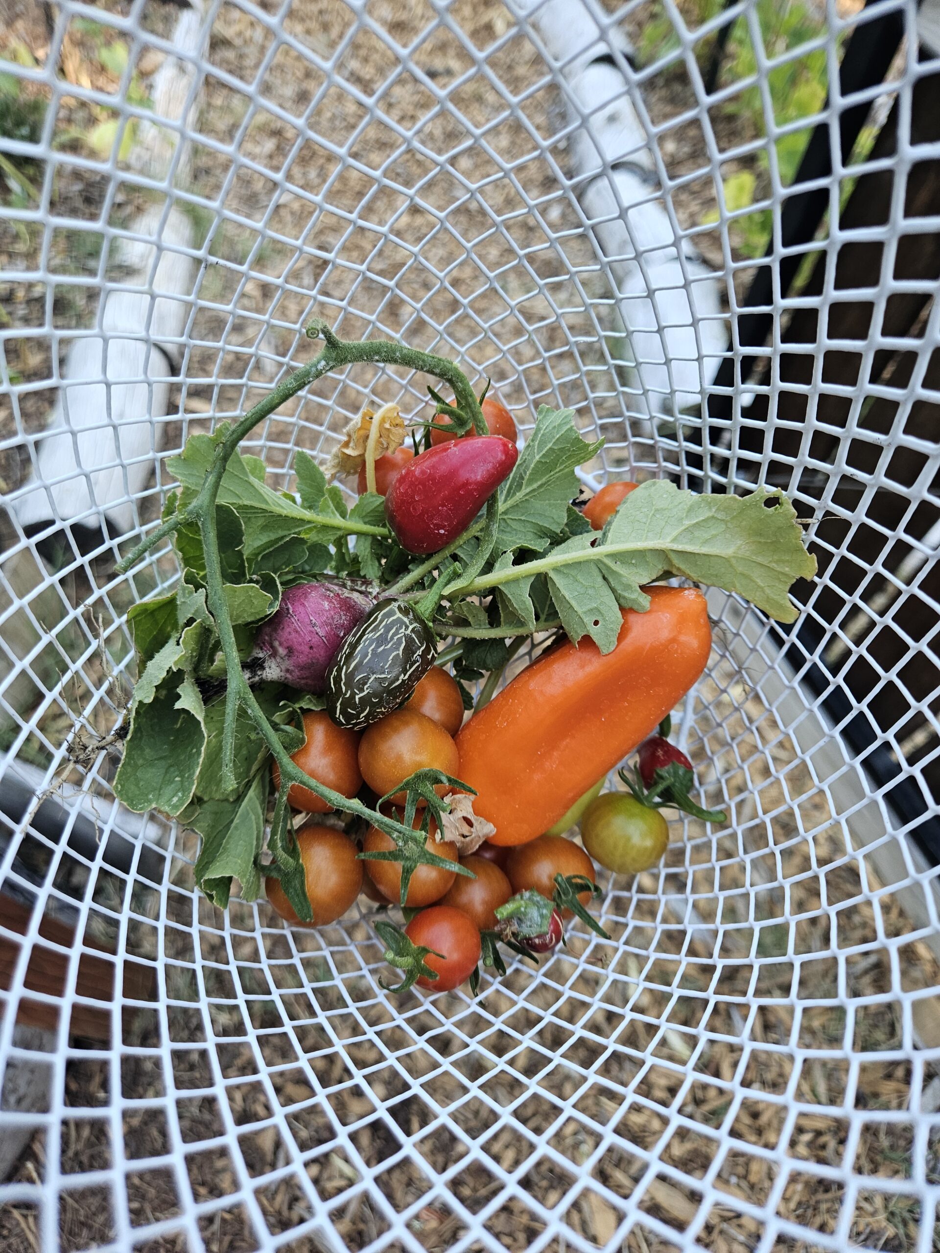 Fresh mixed harvest from Martin Family Farms in Grants Pass, Oregon
