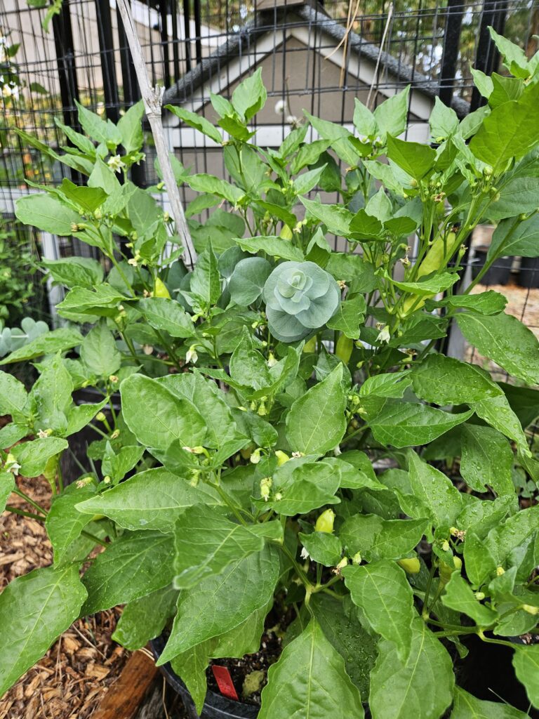 Pepper plants growing at Martin Family Farms in Grants Pass, Oregon