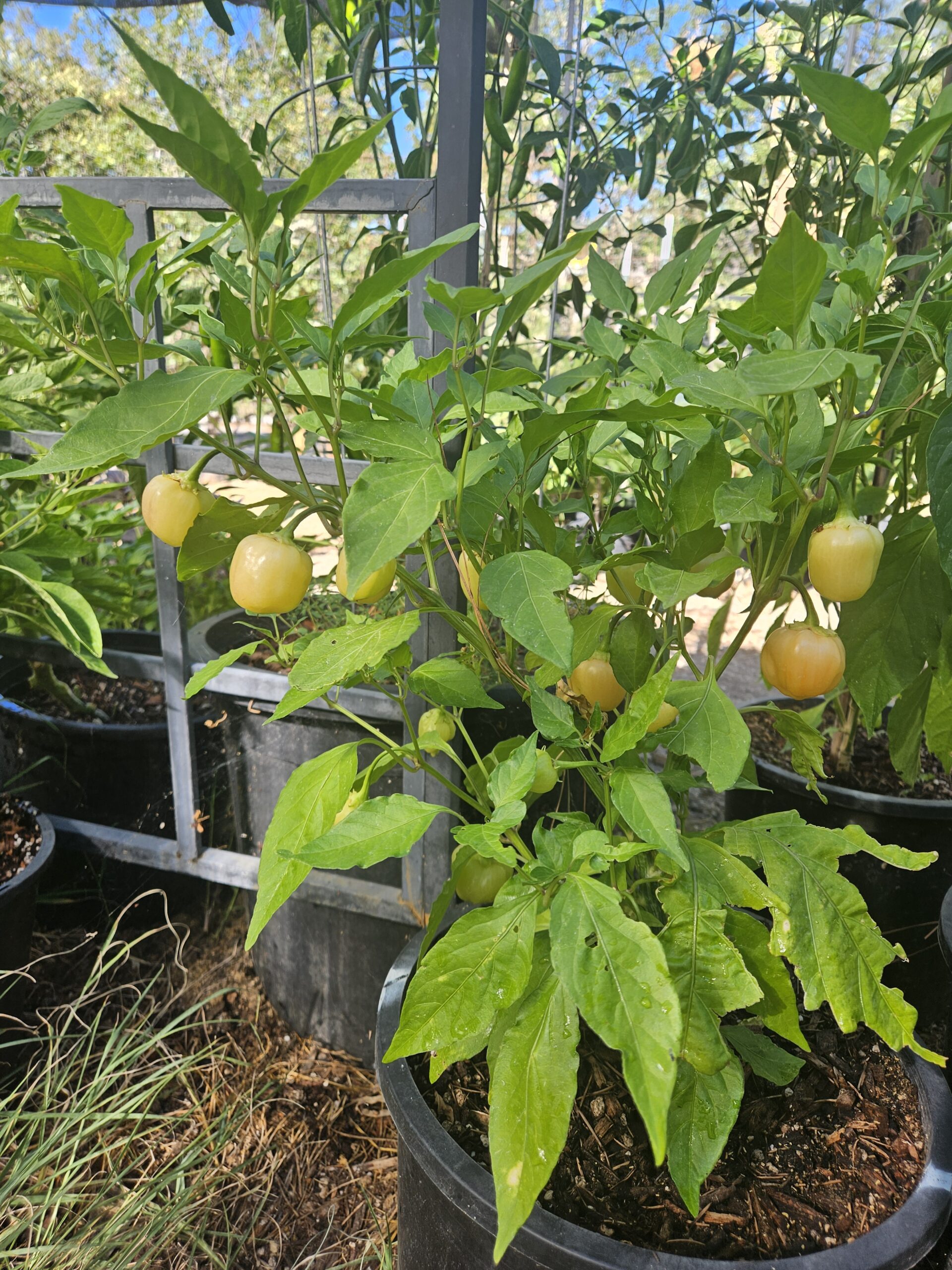 Ripening pale yellow peppers on the plant at Martin Family Farms in Grants Pass, Oregon