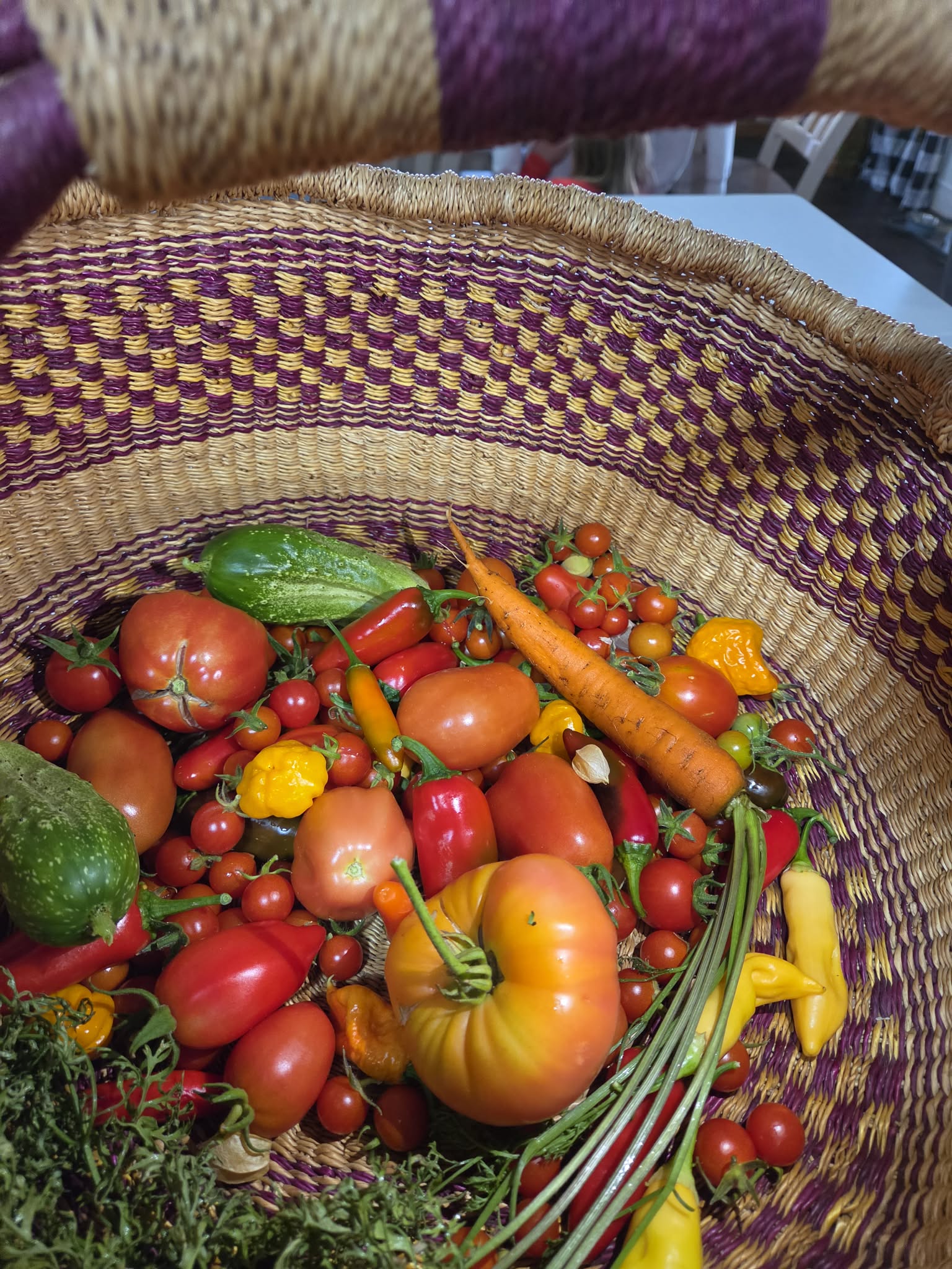 Basket of peppers tomatoes carrots and herbs harvested at Martin Family Farms in Grants Pass