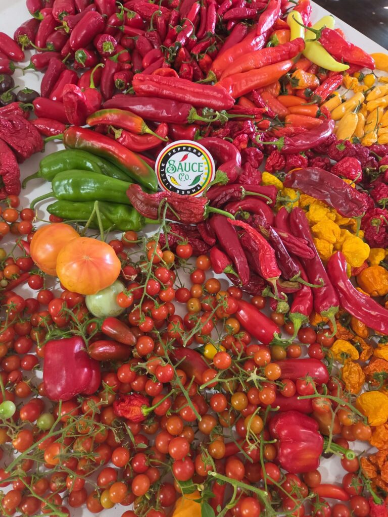 Colorful peppers and tomatoes harvested at Martin Family Farms in Grants Pass, Oregon